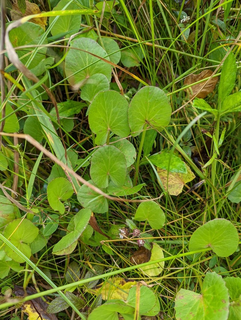 Erect Centella photo 7
