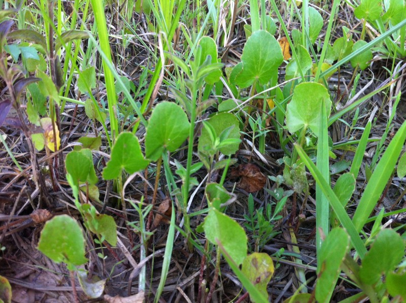 Erect Centella photo 8