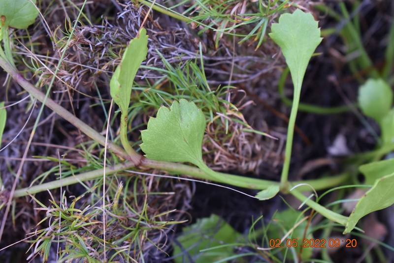 Centella eriantha var. eriantha photo 2