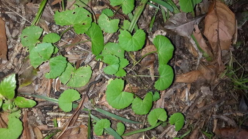 Centella eriantha var. eriantha photo 3