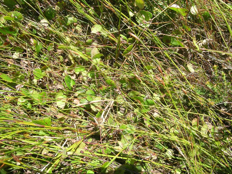 Centella eriantha var. eriantha photo 4