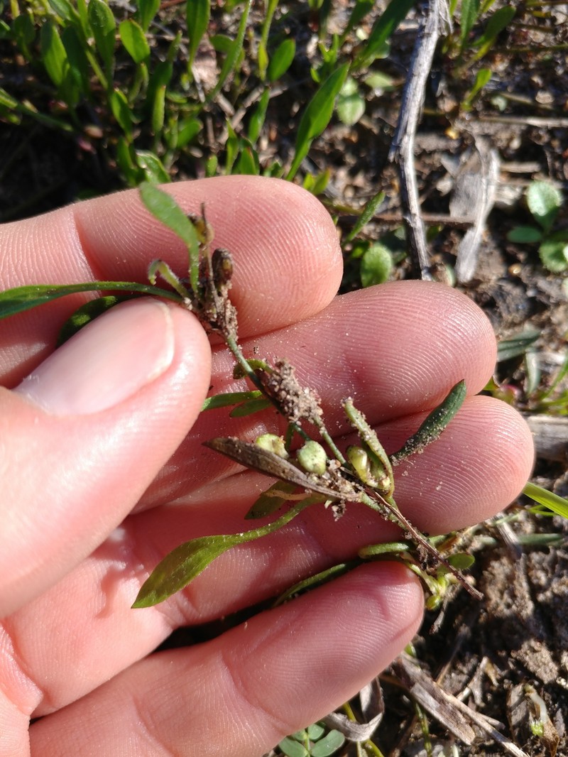 Centella glabrata var. glabrata photo 2