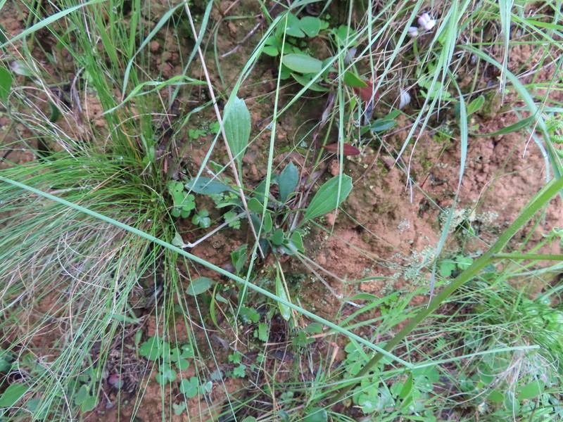 Centella glabrata var. glabrata photo 3