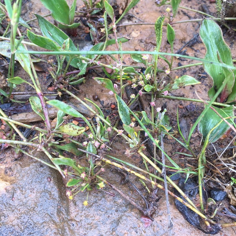 Centella glabrata var. glabrata photo 4