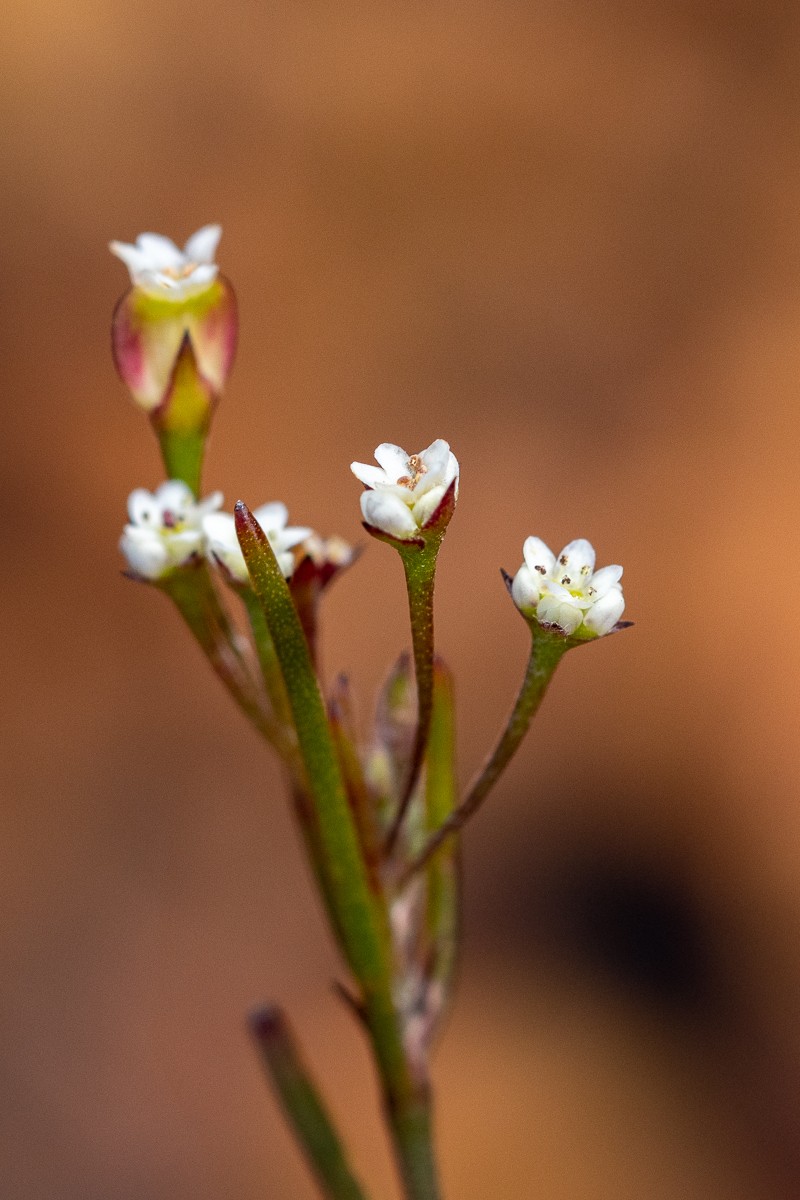 Centella macrocarpa var. macrocarpa