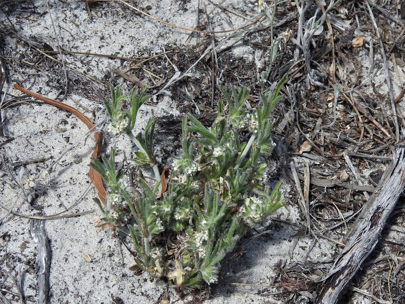 Centella tridentata var. tridentata