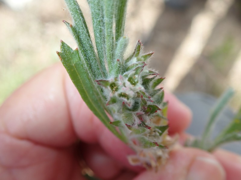 Centella tridentata var. tridentata photo 2