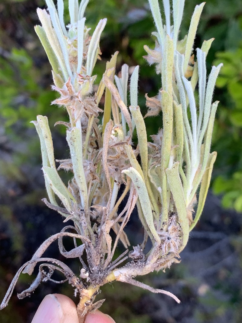 Centella tridentata var. tridentata photo 3