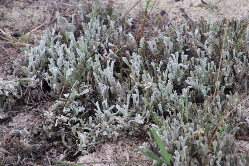 Centella tridentata var. tridentata photo 4