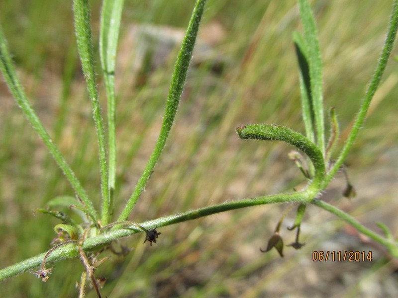 Centella villosa var. villosa