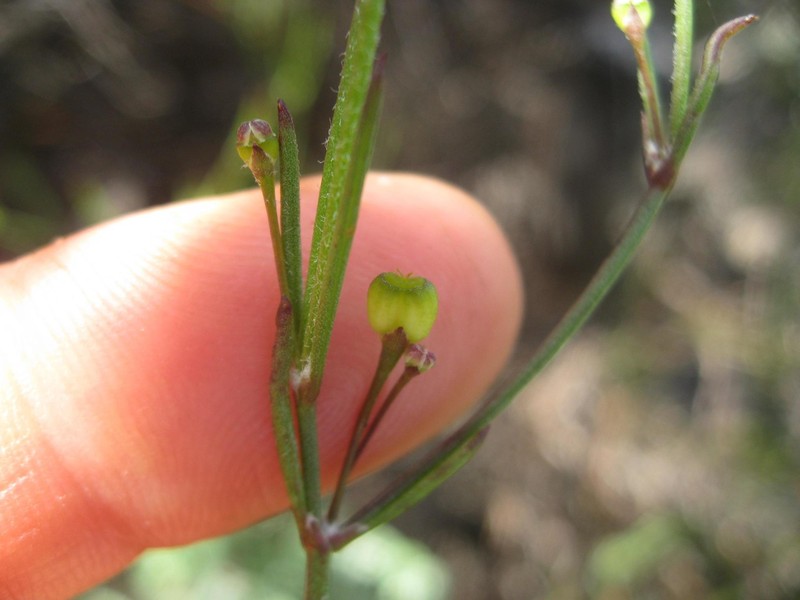 Centella virgata var. virgata