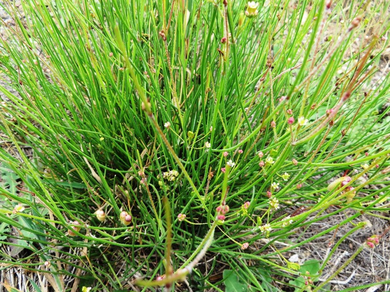 Centella virgata var. virgata photo 2
