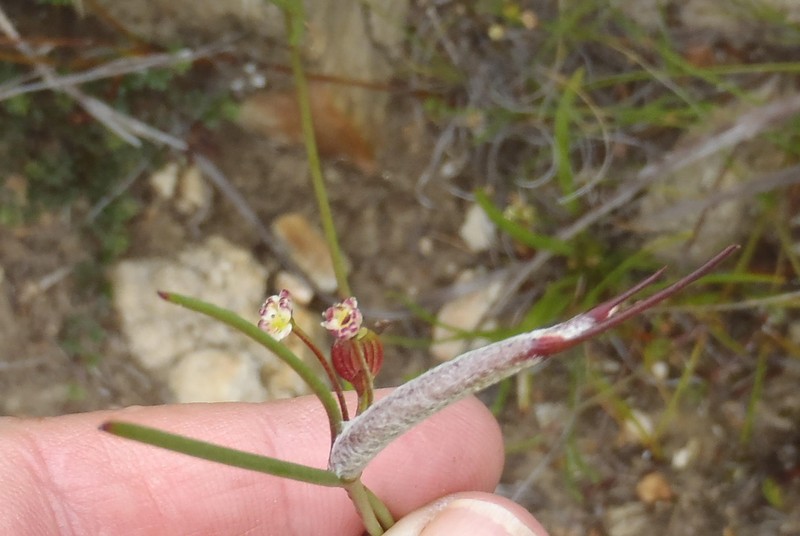 Centella virgata var. virgata photo 3