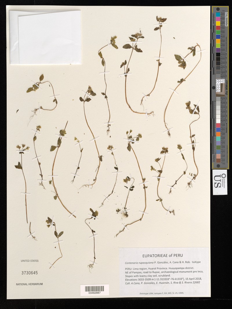 Centenaria rupacquiana