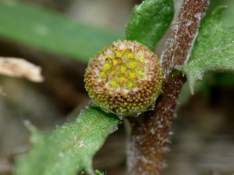 Centipeda aotearoana