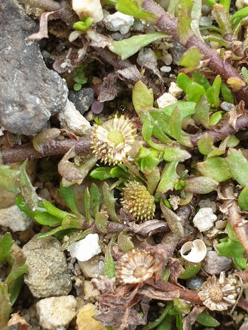 Centipeda aotearoana photo 2