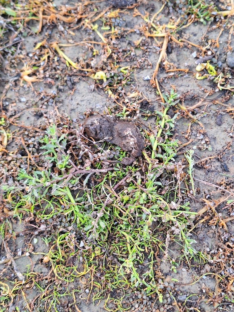 Centipeda aotearoana photo 5