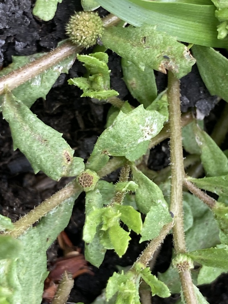 Centipeda aotearoana photo 8
