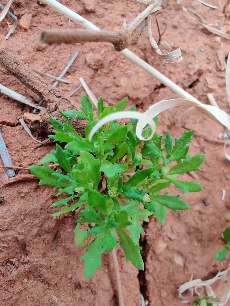 Centipeda crateriformis
