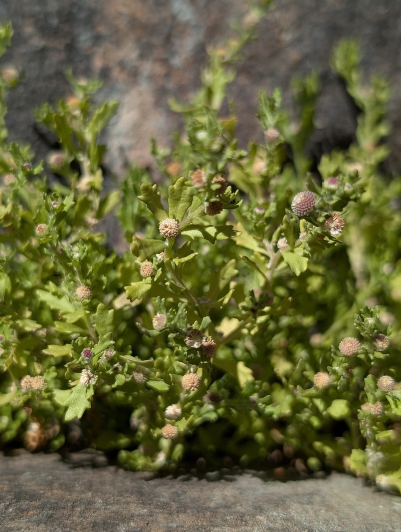 Centipeda crateriformis photo 2