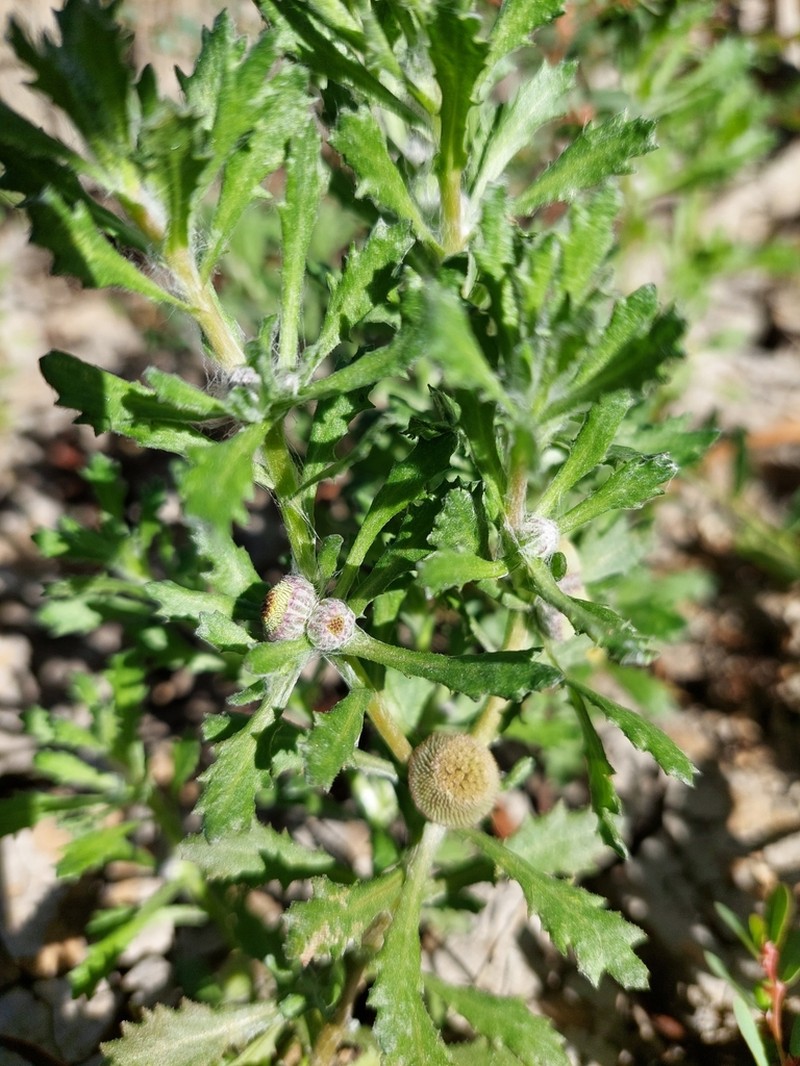 Centipeda crateriformis photo 3