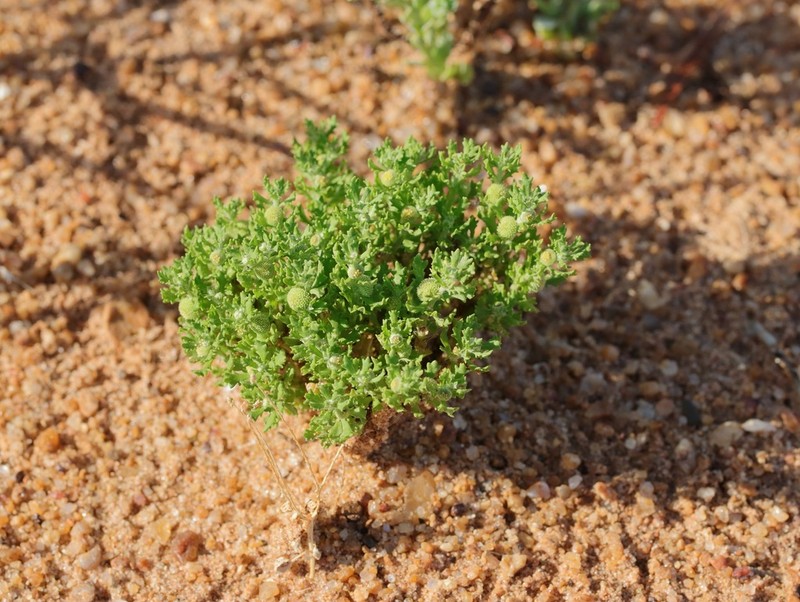 Centipeda crateriformis photo 5