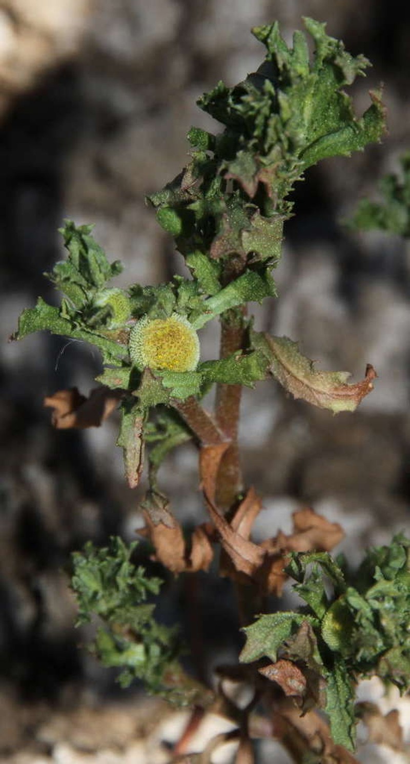 Centipeda crateriformis photo 7