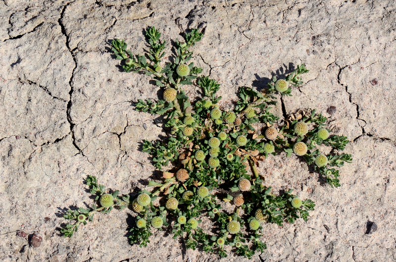 Centipeda crateriformis subsp. compacta photo 2