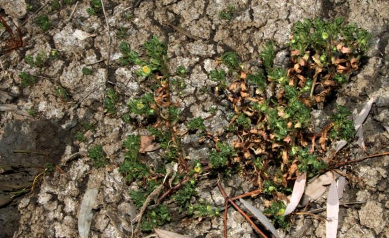 Centipeda crateriformis subsp. compacta photo 3