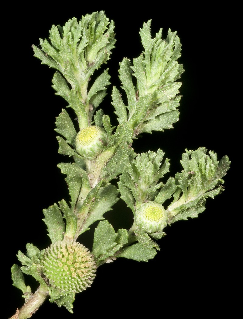 Centipeda crateriformis subsp. compacta