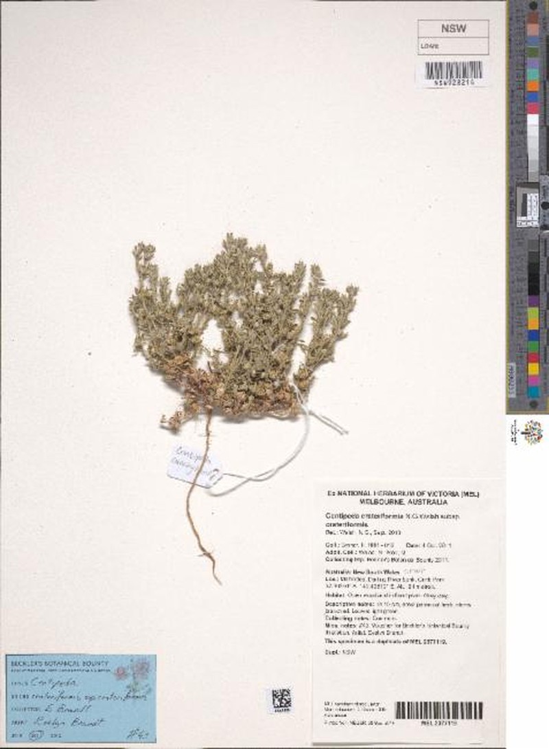 Centipeda crateriformis subsp. crateriformis photo 2