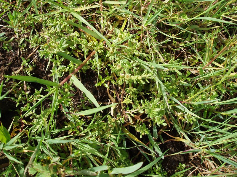 Centipeda cunninghamii