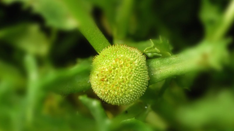 Centipeda cunninghamii photo 2