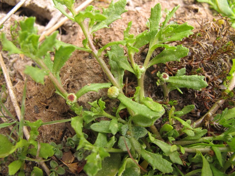 Centipeda cunninghamii photo 4