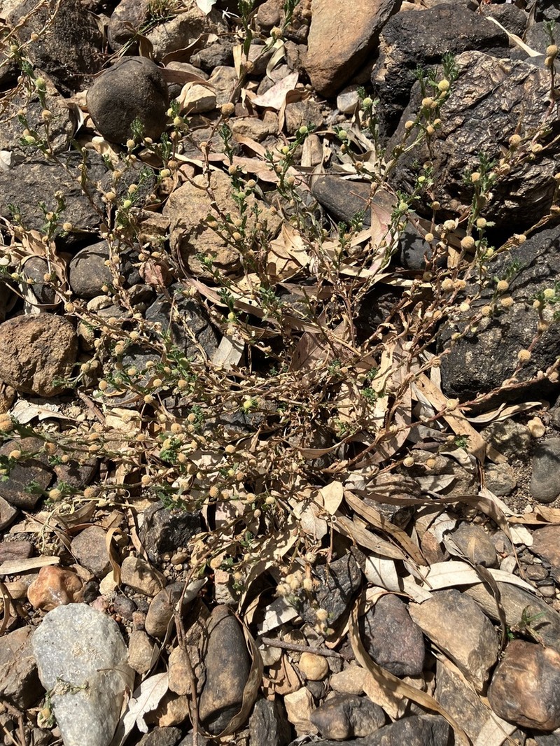 Centipeda cunninghamii photo 5