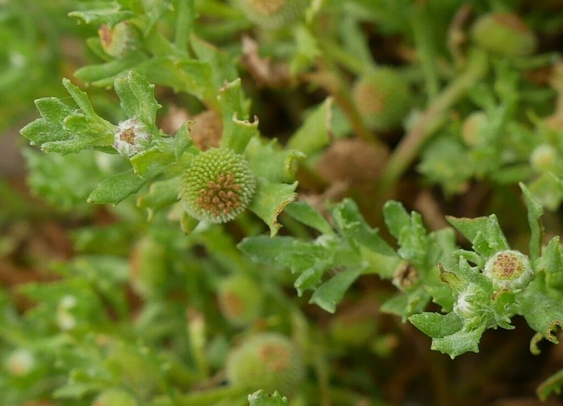 Centipeda cunninghamii photo 6