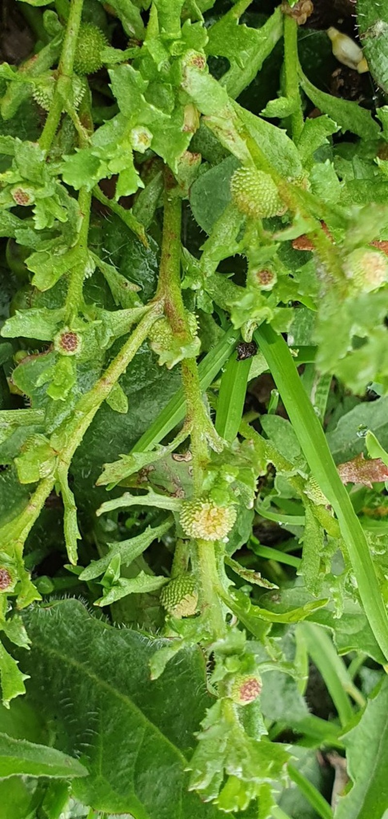 Centipeda elatinoides