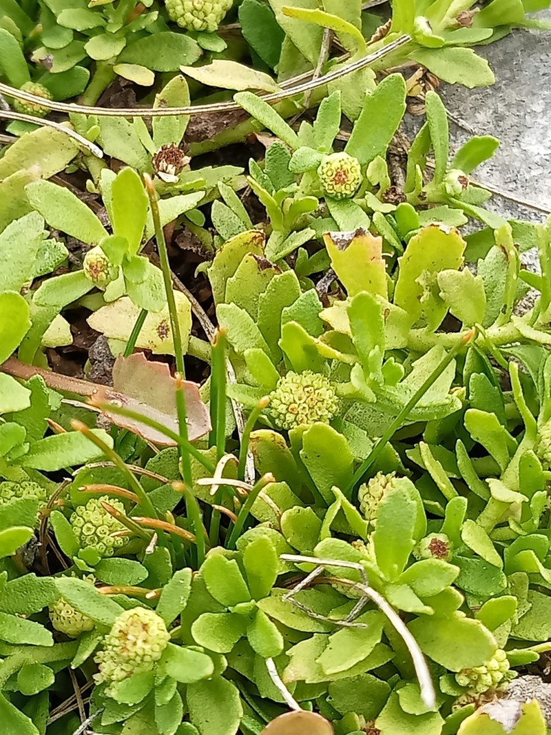 Centipeda elatinoides photo 2