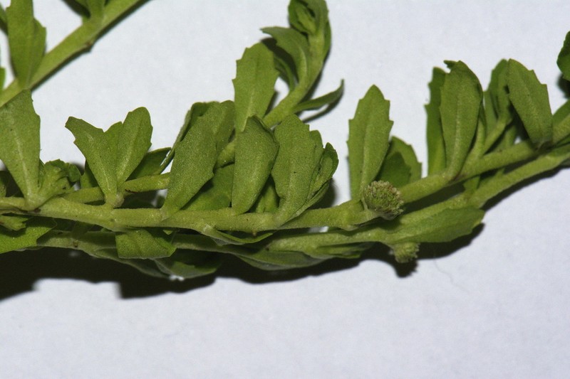 Centipeda elatinoides photo 3