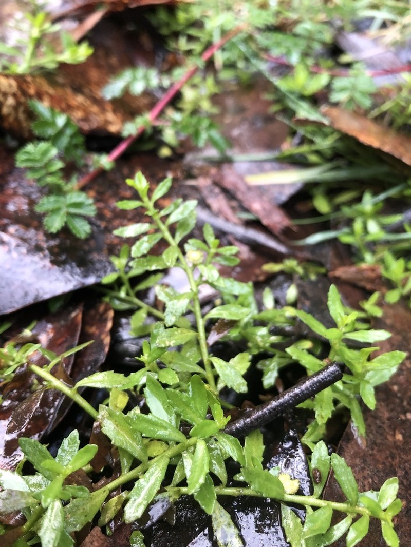 Centipeda elatinoides photo 4