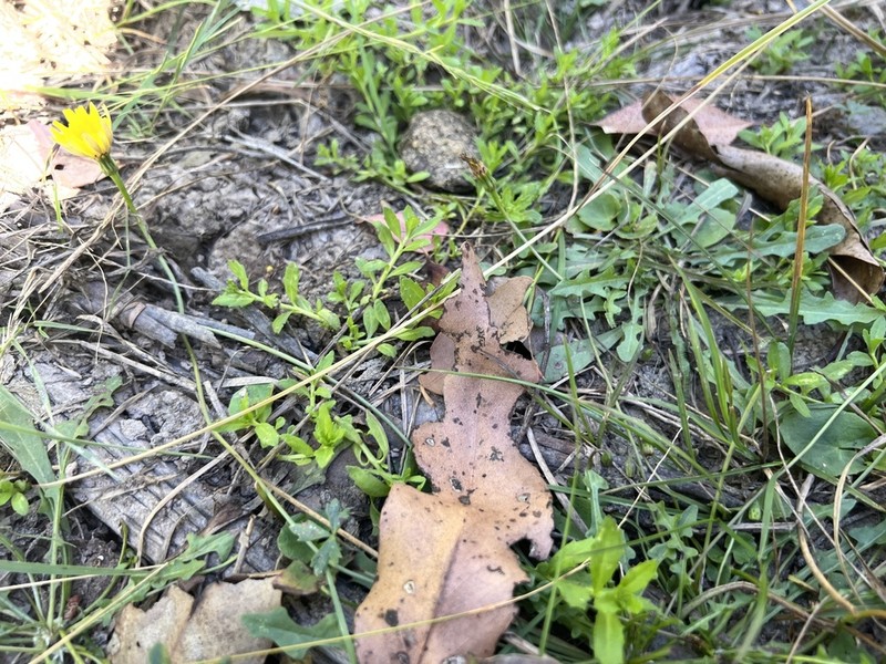 Centipeda elatinoides photo 5