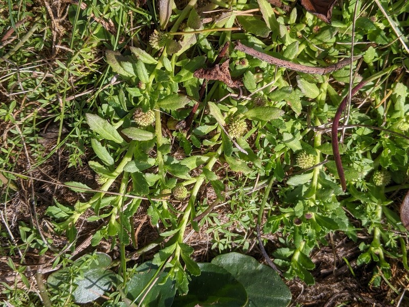 Centipeda elatinoides photo 8