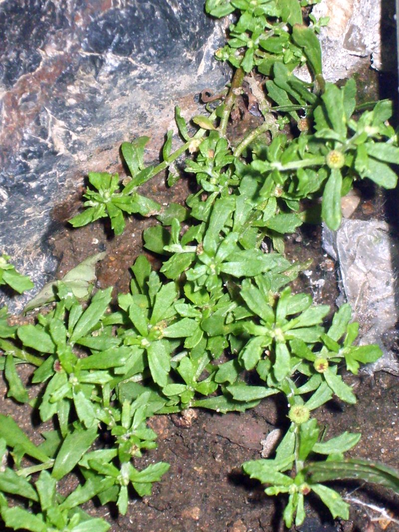 Spreading Sneezeweed photo 2