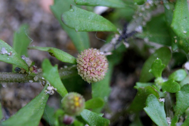 Spreading Sneezeweed