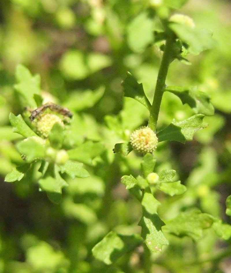 Spreading Sneezeweed photo 8