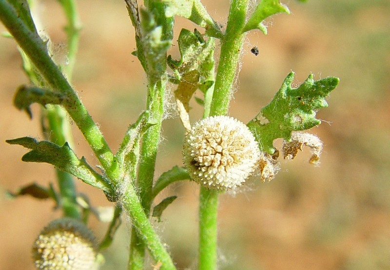 Centipeda minima subsp. macrocephala