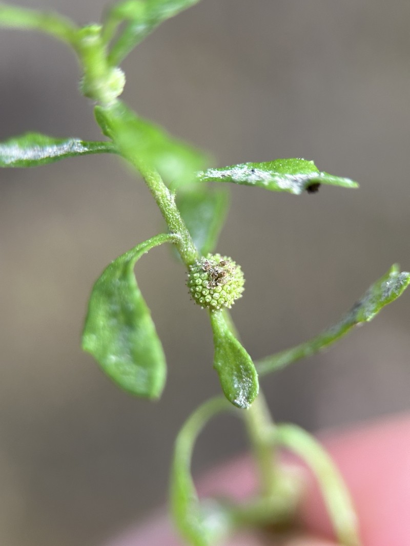 Centipeda minima subsp. minima