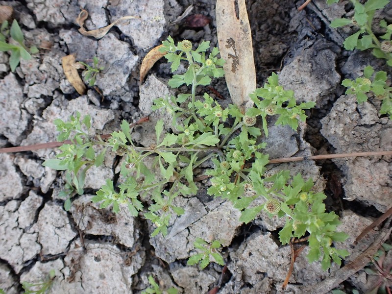 Centipeda nidiformis