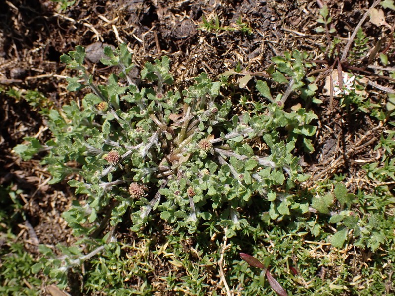Centipeda nidiformis photo 4