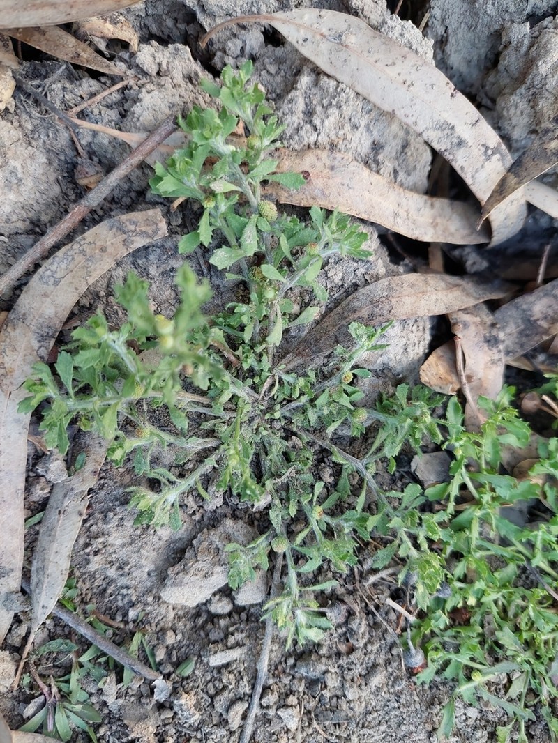 Centipeda nidiformis photo 5